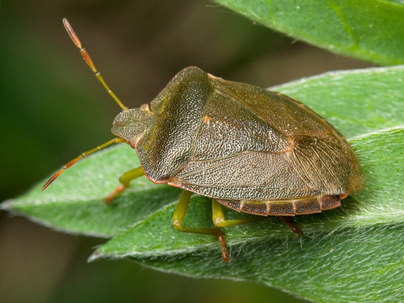 Palomena prasina (Linnaeus, 1761)